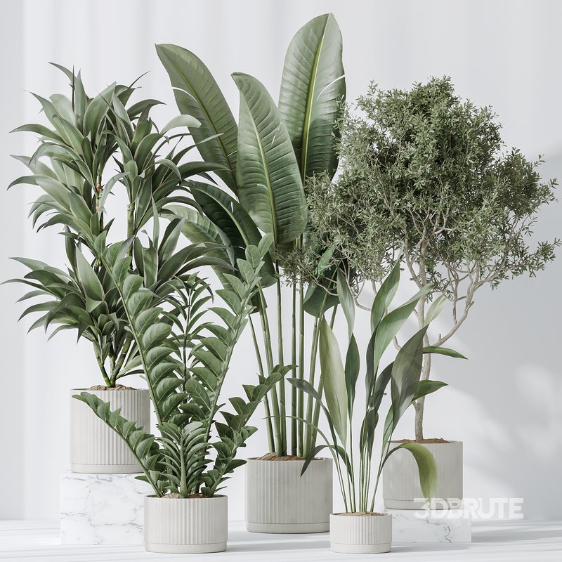Indoor plants set 78 Chemlali Olive and ParadiseBird and Dracaena Image 2