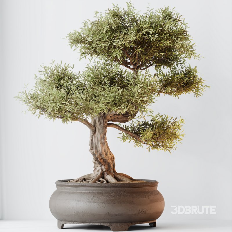 HQ HousePlants Mission Kalamata Leccino Arbequina Wilsonii Chemlali Olive Set 43 Image 3