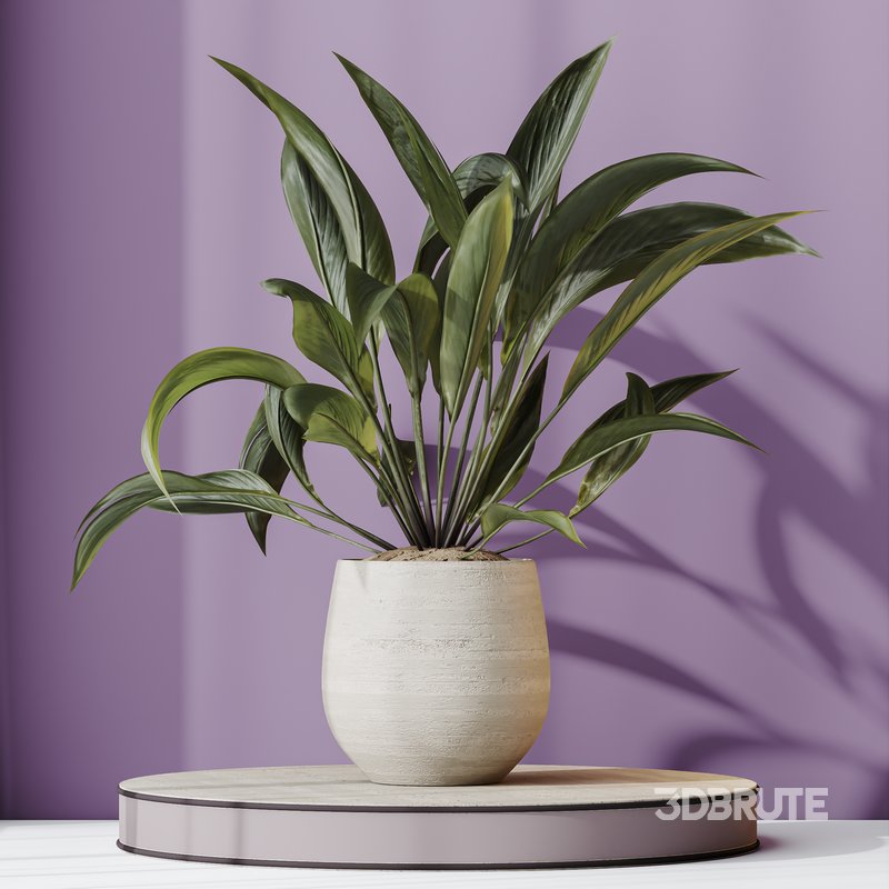 HQ HousePlants Spathiphyllum Wallisii Bellini Peace Lily Domino Set02 Image 5