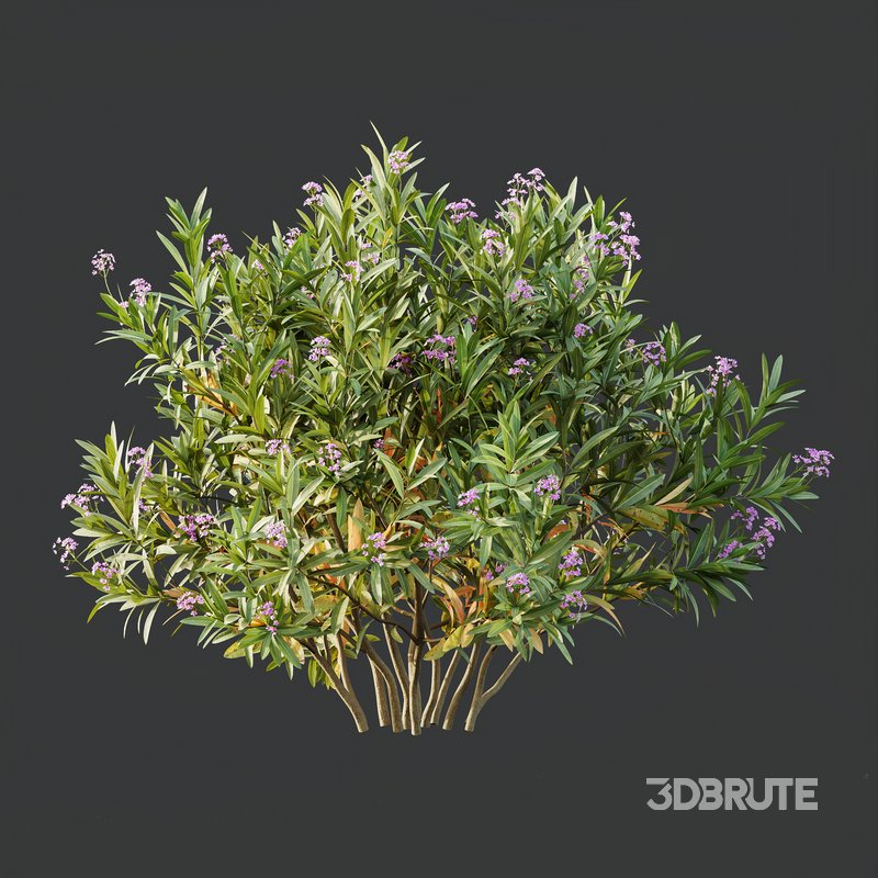 Phillyrea Angustifolia Rosemarinifolia and Oleander Laurier Kaner Rose Image 2