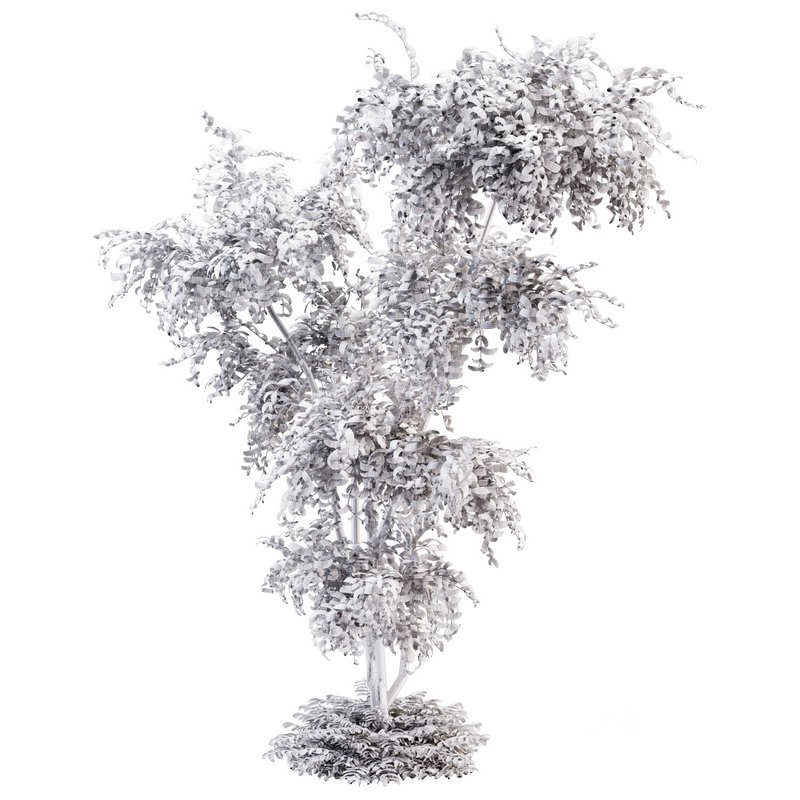 Outdoor Plant set01_Bucida buceras _set Image 3