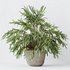 HQ HousePlants Dypsis Lutescens Areca Palm - Thumbnail 4