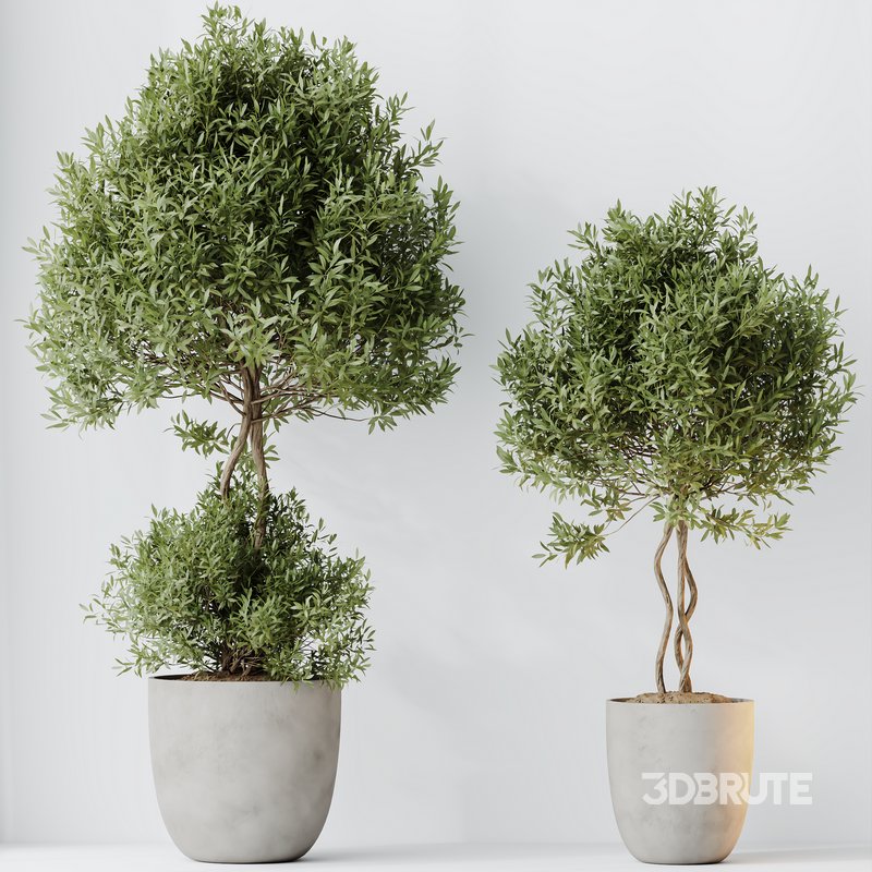 HQ HousePlants Mission Kalamata Leccino Arbequina Wilsonii Chemlali Olive Set 36 Image 2