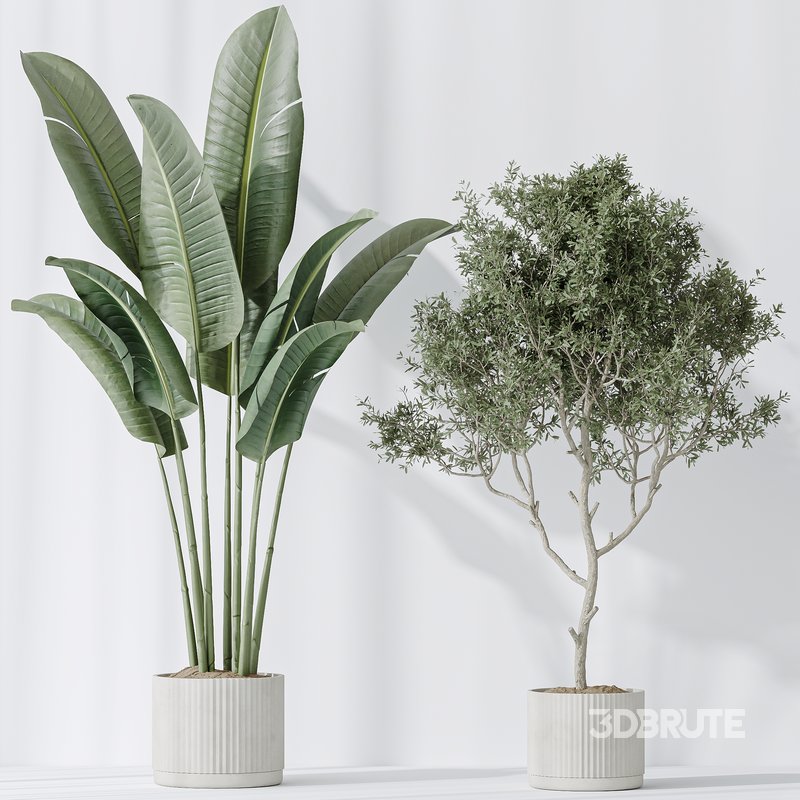Indoor plants set 78 Chemlali Olive and ParadiseBird and Dracaena Image 3