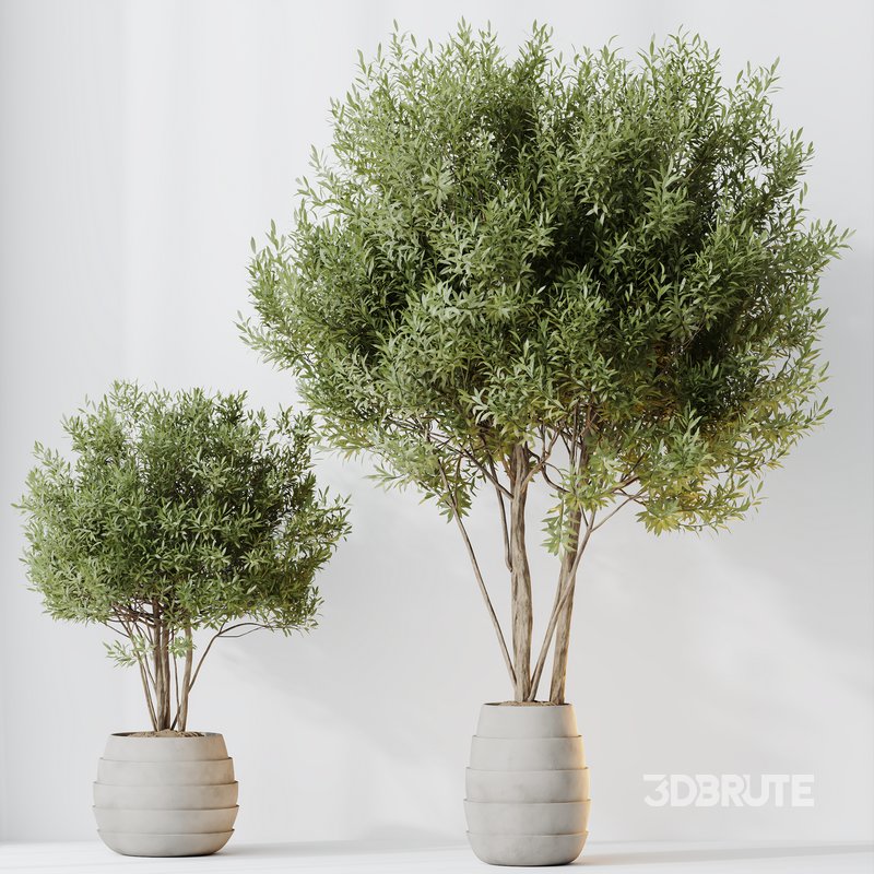 HQ HousePlants Mission Kalamata Leccino Arbequina Wilsonii Chemlali Olive Set 35 Image 3