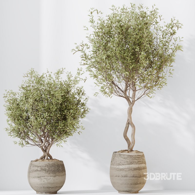 HQ HousePlants Mission Kalamata Leccino Arbequina Wilsonii Chemlali Olive Set 41 Image 1