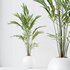 HQ HousePlants Pelagio Artificial Mountain Kentia Palm - Thumbnail 4