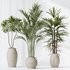 Indoor plants set 87 Mission Olive and Areca Reed Palm and Palm Hydro Care - Thumbnail 3