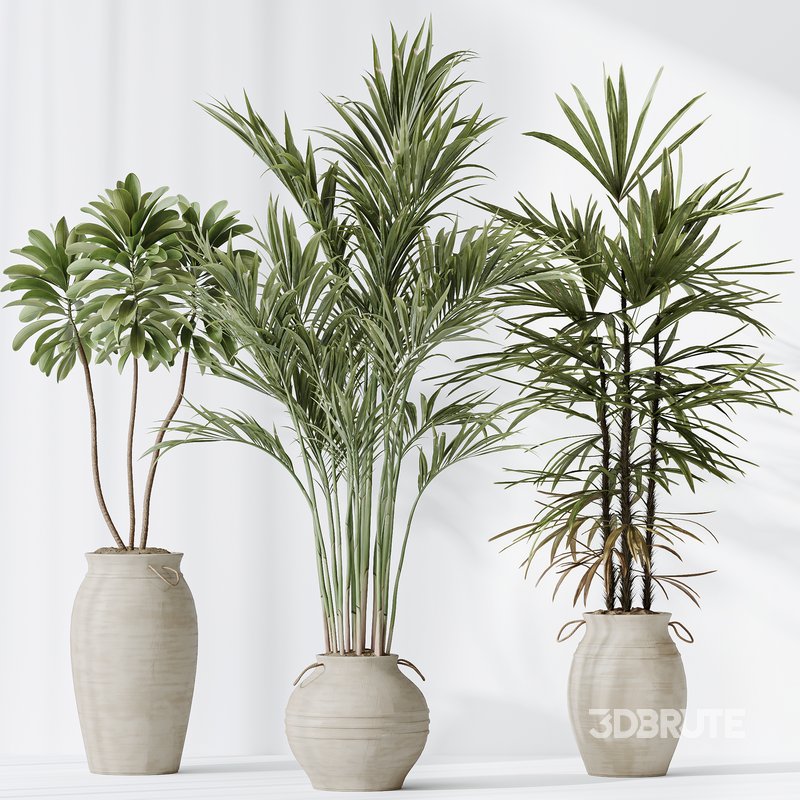 Indoor plants set 87 Mission Olive and Areca Reed Palm and Palm Hydro Care Image 3