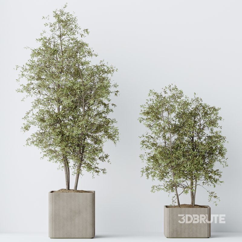 indoor plants set 93 Mission Kalamata Leccino Arbequina Wilsonii Chemlali Olive Image 6