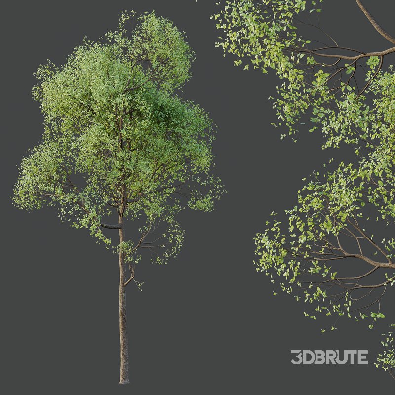 HQ Plants Shorea Robusta Sal Tree02 Image 2