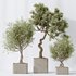 indoor plants set 95 Mission Kalamata Chemlali Olive and Ficus - Thumbnail 3