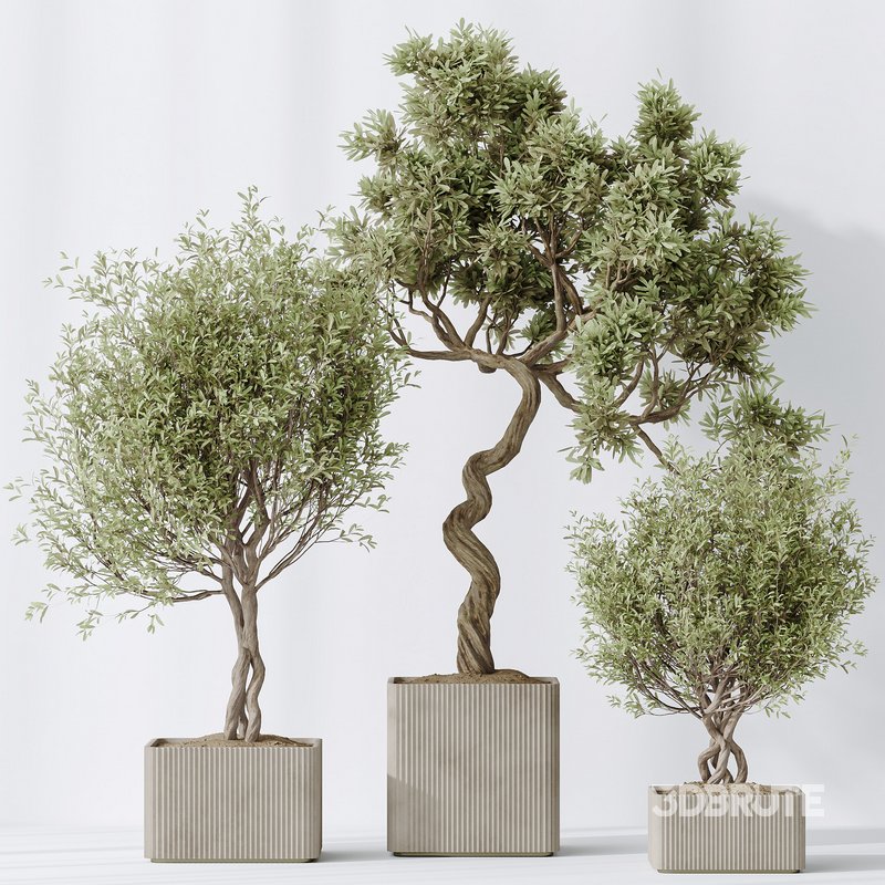 indoor plants set 95 Mission Kalamata Chemlali Olive and Ficus Image 3