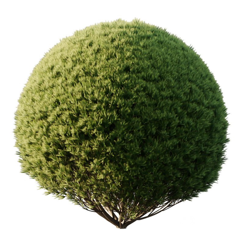 Pinus Mugo Bush06 Image 4