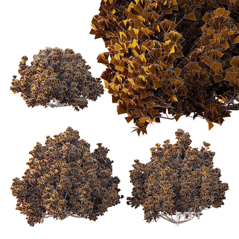 Pinus Mugo Bush01 Image 3