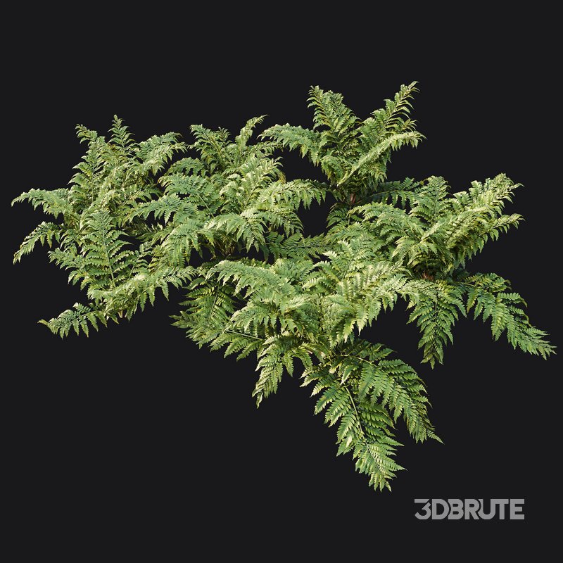 HQ Plants Macrothelypteris OligoPhlebia Torresiana Fern Image 2