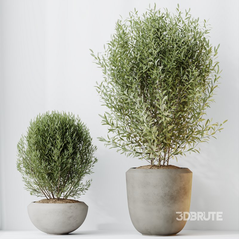 HQ HousePlants Mission Kalamata Leccino Arbequina Wilsonii Chemlali Olive Set 45 Image 5