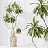 HQ HousePlants Decorative Ficus Cyathistipula African Fig - Thumbnail 3