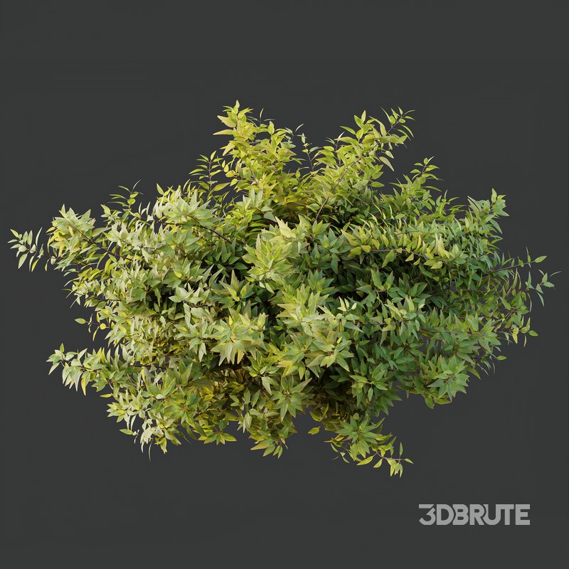 Phillyrea Angustifolia Rosemarinifolia and Oleander Laurier Kaner Rose Pink Image 6