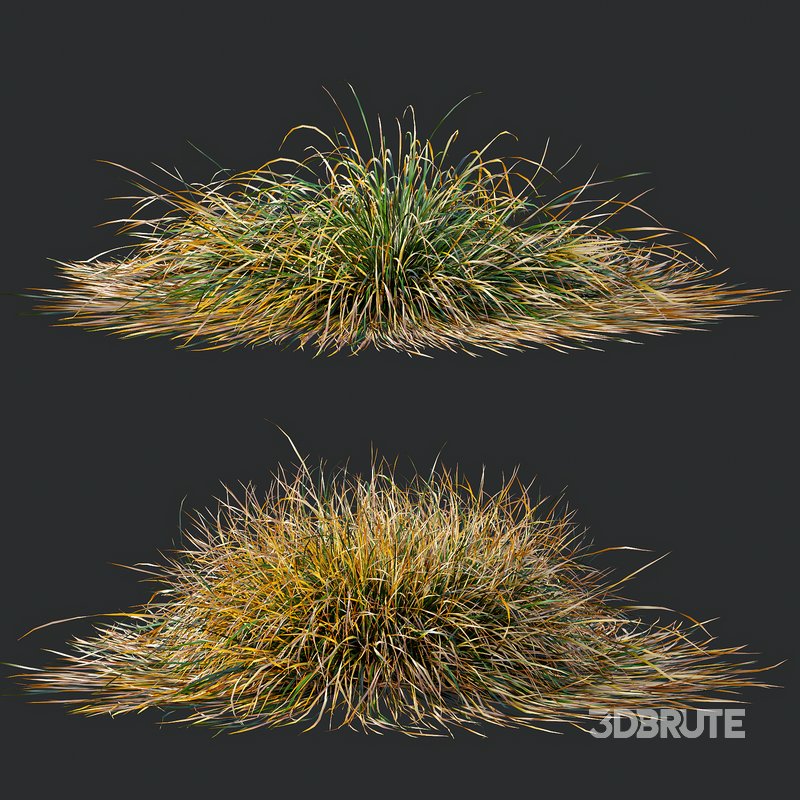 Carex Testacea Orange and Molinia Caerulea Fire Grasses Image 4