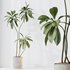 HQ HousePlants Ficus Cyathistipula African Fig Version5 - Thumbnail 3