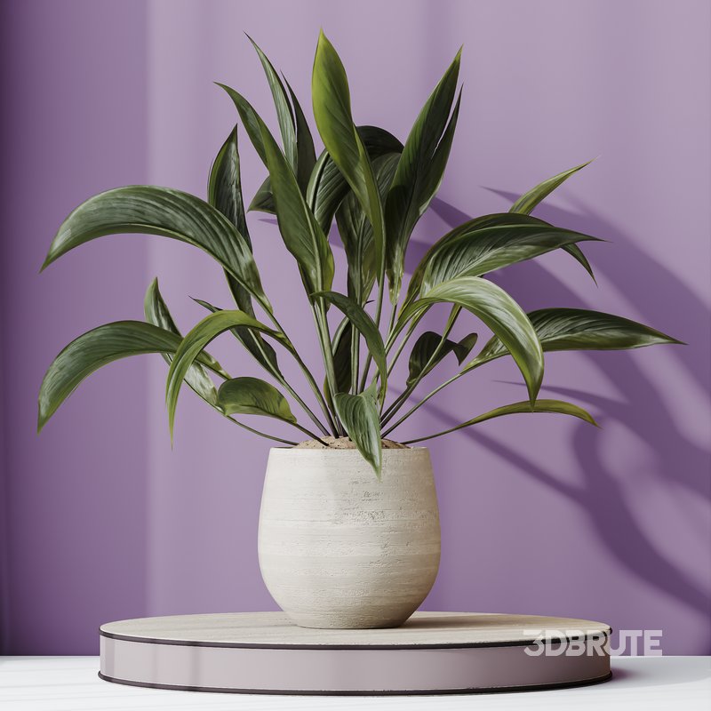 HQ HousePlants Spathiphyllum Wallisii Bellini Peace Lily Domino Set02 Image 3