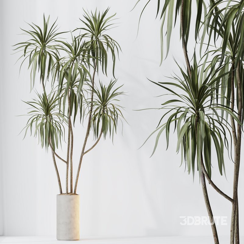 HQ HousePlants Dracaena Warneckii Lemon Lime Cane Dragon Version06 Image 4