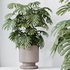 Indoor plants set 76 Wilsonii Chemlali Olive and Elegant Monstera and Ficus Microcarpa - Thumbnail 3