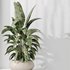 Indoor plants set 81 Areca Majesty and Rhapis Lady Palm and Lemon Lime Cane Dragon and ParadiseBird - Thumbnail 4