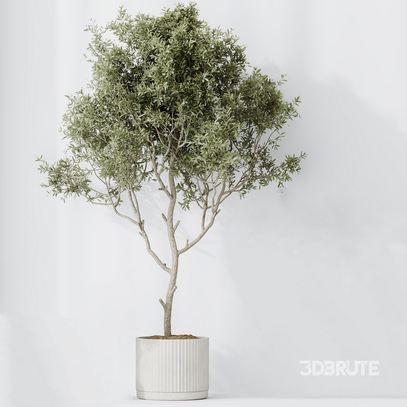 Indoor plants set 79 Wilsonii Chemlali Olive and Ficus Microcarpa and Mission Olive Image 2