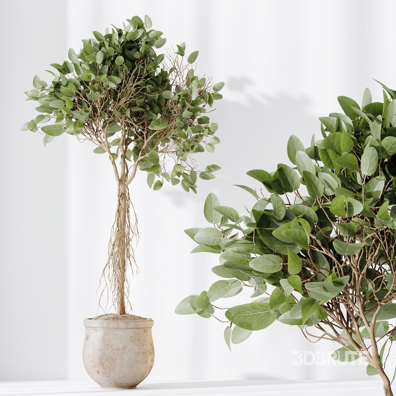 HQ HousePlants Decorative Ficus Benjamina African Fig Image 5