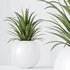 HQ HousePlants Decorative Green Dracaena Cane Dragon - Thumbnail 3