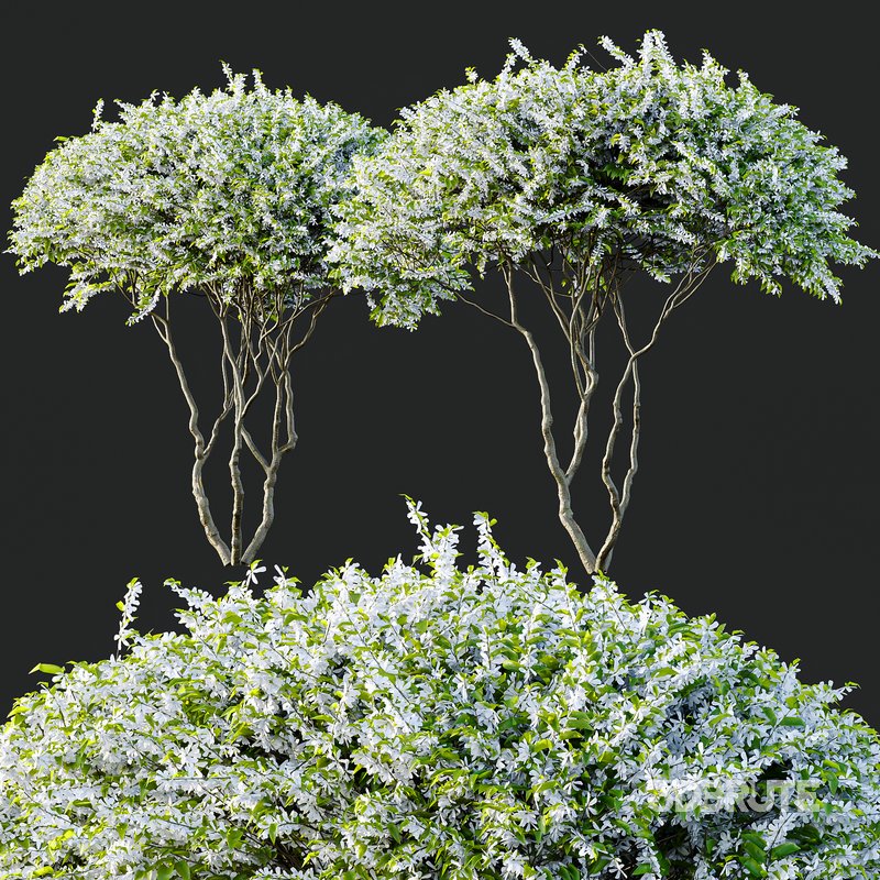 Amelanchier lamarckii Bush Image 3