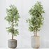 HQ HousePlants Mission Kalamata Leccino Arbequina Wilsonii Chemlali Olive Set 43 - Thumbnail 2