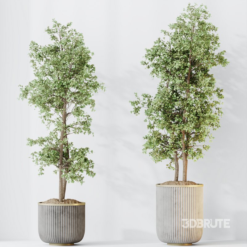 HQ HousePlants Mission Kalamata Leccino Arbequina Wilsonii Chemlali Olive Set 43 Image 2