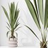 Indoor plants set 68 Wilsonii Chemlali Olive and Coconut Palm and Grandis Ruffled Fan Palm - Thumbnail 3