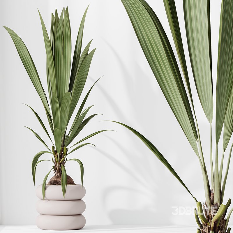 Indoor plants set 68 Wilsonii Chemlali Olive and Coconut Palm and Grandis Ruffled Fan Palm Image 3
