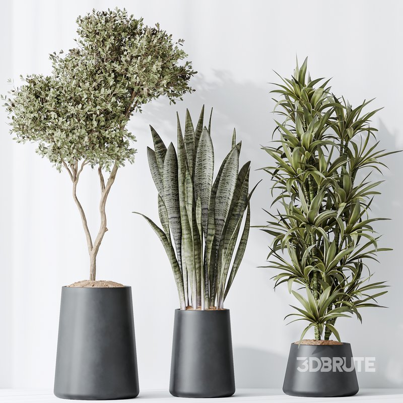 Indoor plants set 84 Olive Tree and ParadiseBird Image 3