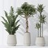 Indoor plants set 77 Bird Of ParadiseBird and Schefflera Arboricola and Warneckii Lemon and Zamioculcas Zamiifolia - Thumbnail 4