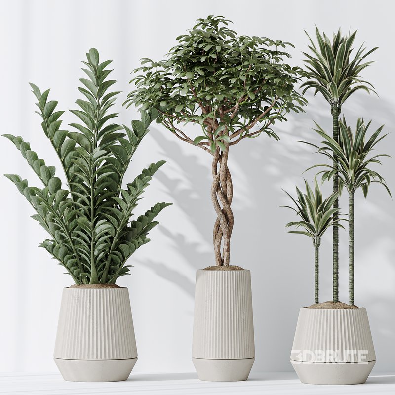 Indoor plants set 77 Bird Of ParadiseBird and Schefflera Arboricola and Warneckii Lemon and Zamioculcas Zamiifolia Image 4