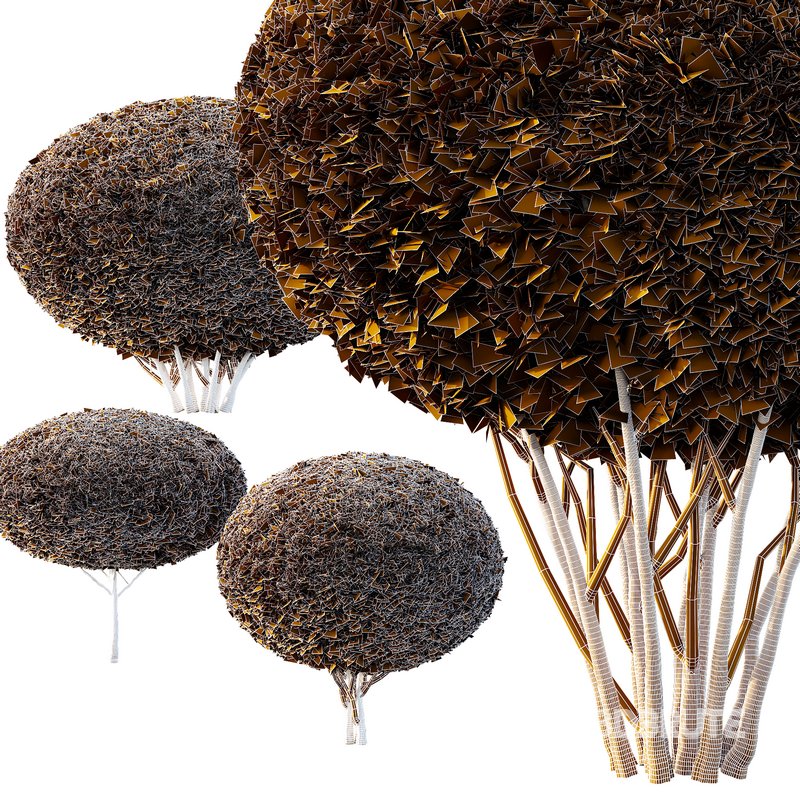 Pinus Mugo Bush10 Image 3