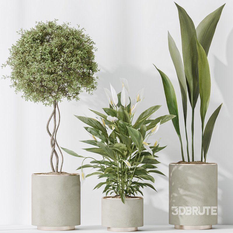 Indoor plant set 64 Image 4