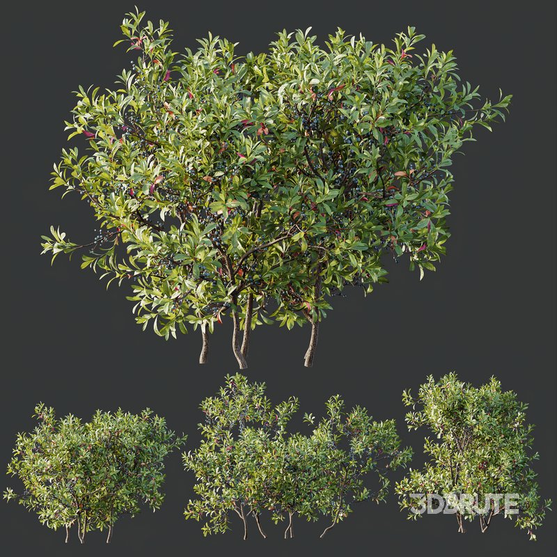 Nerium Kaner Rose Pink and Morella Bayberry Candleberry Northern Fruit Image 2