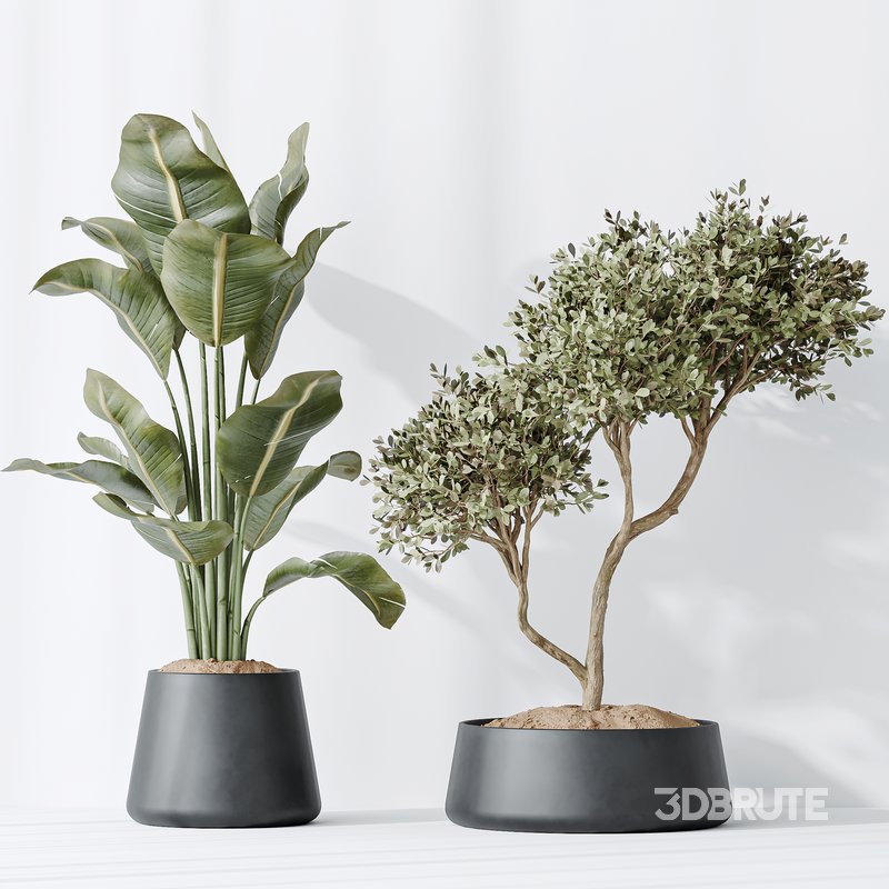 Indoor plants set 84 Olive Tree and ParadiseBird Image 4