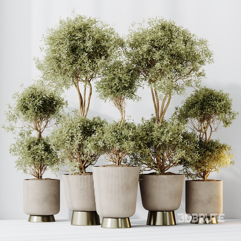 HQ HousePlants Mission Kalamata Leccino Arbequina Wilsonii Chemlali Olive Set 38 Image 5