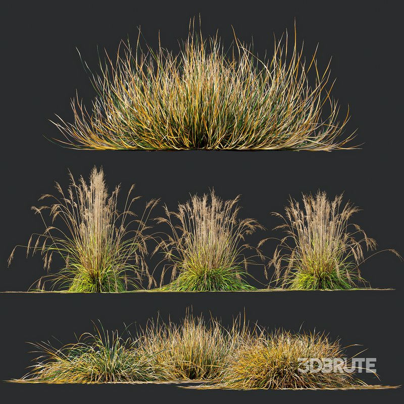 Carex Testacea Orange and Molinia Caerulea Fire Grasses Image 3