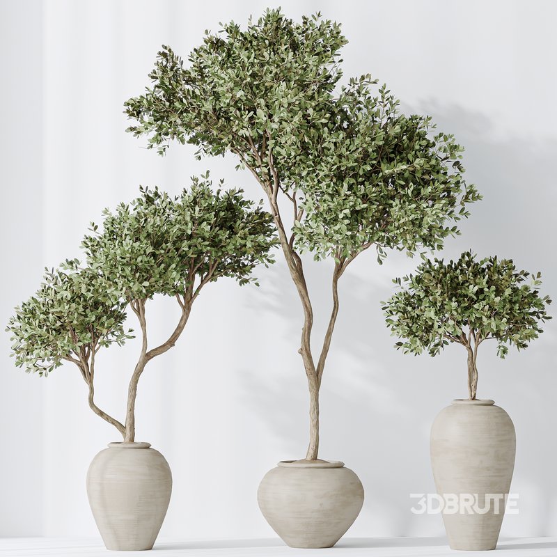 Indoor plants set 87 Mission Olive and Areca Reed Palm and Palm Hydro Care Image 4