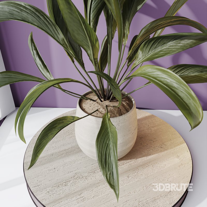 HQ HousePlants Spathiphyllum Wallisii Bellini Peace Lily Domino Set02 Image 2