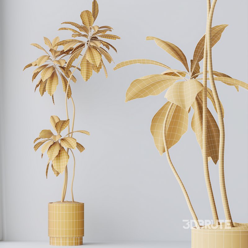 HQ HousePlants Ficus Cyathistipula African Fig Version5 Image 2