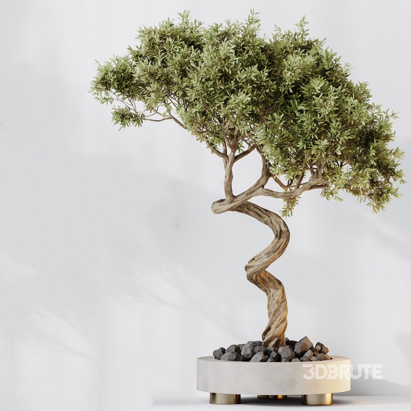 Indoor plants set 71 Wilsonii Chemlali Olive Bonsai Ginseng Image 2